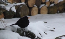 Amsel (Foto: Ewald Nickels, NABU)